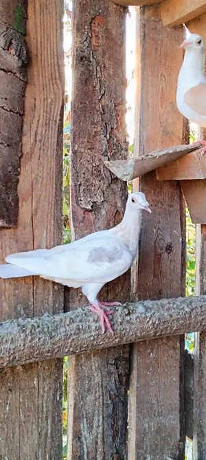 Porumbei culori rare  - imagine 3