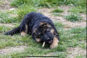 Vând super-pui CG linie campioni expoziții - imagine 3