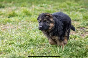 Vând super-pui CG linie campioni expoziții - imagine 2