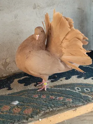 Porumbei rotați și mondaine francaise - imagine 2