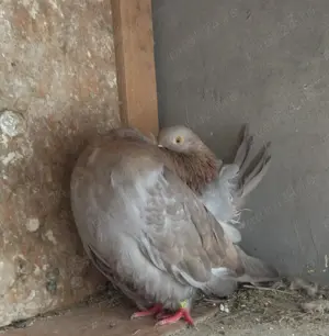 Porumbei rotați și mondaine francaise - imagine 3