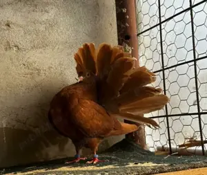 Porumbei rotați și mondaine francaise - imagine 6