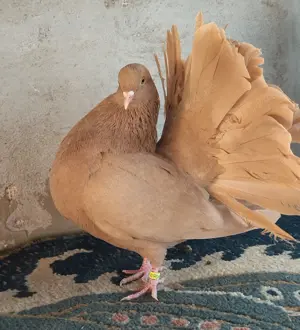 Porumbei rotați și mondaine francaise - imagine 5