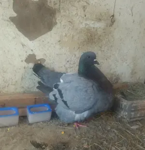 Porumbei rotați și mondaine francaise - imagine 7