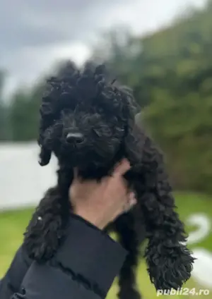 pudel negru