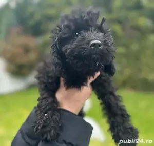 pudel negru  - imagine 2