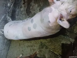 porci pt sacrificat - imagine 3