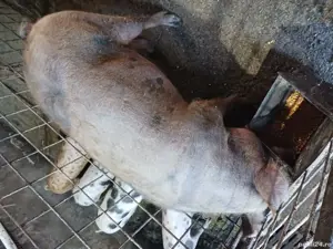 porci pt sacrificat - imagine 4
