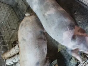 porci pt sacrificat - imagine 5