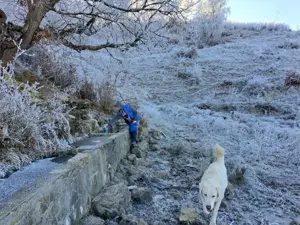 De vanzare cainii de paza un mascul de doi Ani sí un mascul de 4 Ani accept sí unele schimburi cu al - imagine 3 De vanzare cainii de paza un mascul de doi Ani sí un mascul de 4 Ani accept sí unele schimburi cu al - imagine 3