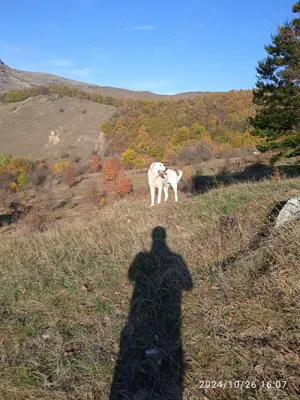 De vanzare cainii de paza un mascul de doi Ani sí un mascul de 4 Ani accept sí unele schimburi cu al