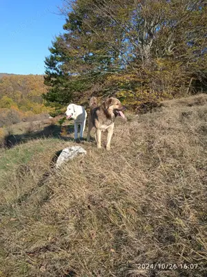 De vanzare cainii de paza un mascul de doi Ani sí un mascul de 4 Ani accept sí unele schimburi cu al - imagine 2 De vanzare cainii de paza un mascul de doi Ani sí un mascul de 4 Ani accept sí unele schimburi cu al - imagine 2