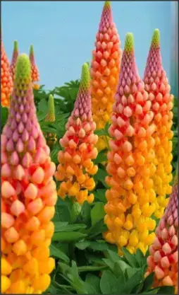 Lupin Portocaliu - PLANTA la ghiveci - neinflorita