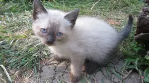 Donez pisicute iubitorilor de animale