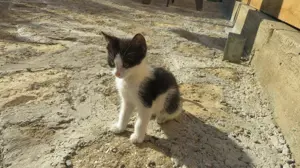 Donez pisicute iubitorilor de animale - imagine 5