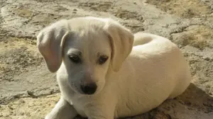 Donez căței iubitorilor de animale