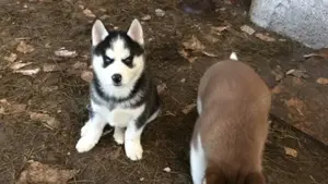 puiut Rasa Husky Siberian - imagine 3