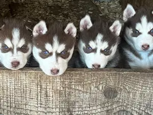 puiut Rasa Husky Siberian - imagine 2