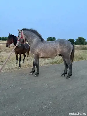 harmasar de vinzare are 2 ani 4 luni mai multe detali nr tel  - imagine 2 harmasar de vinzare are 2 ani 4 luni mai multe detali nr tel  - imagine 2