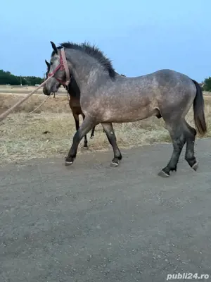 harmasar de vinzare are 2 ani 4 luni mai multe detali nr tel  - imagine 3 harmasar de vinzare are 2 ani 4 luni mai multe detali nr tel  - imagine 3