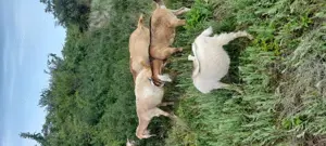 Vând iezi metis anglo nubian cu alpin francez 