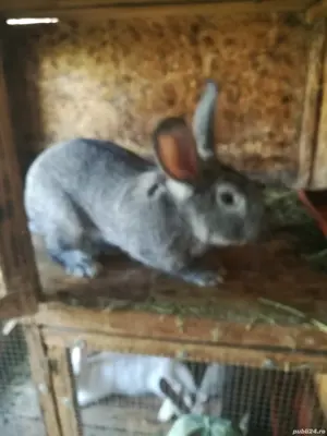 Iepure uriaș german 