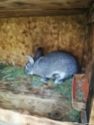 Iepure uriaș german  - imagine 5