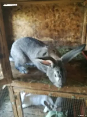 Iepure uriaș german  - imagine 4