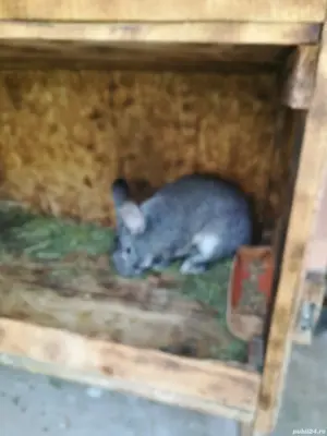 Iepure uriaș german  - imagine 2