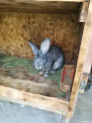 Iepure uriaș german  - imagine 3