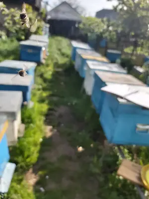 Familii de albine și miere 