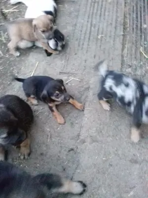 Vand catelusi rasa pura soricar - imagine 3 Vand catelusi rasa pura soricar - imagine 3