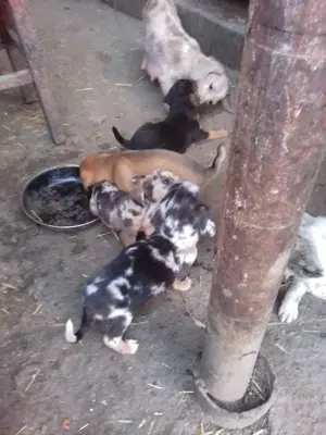 Vand catelusi rasa pura soricar - imagine 2 Vand catelusi rasa pura soricar - imagine 2