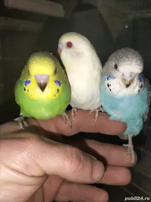 vând peruși - imagine 3 vând peruși - imagine 3