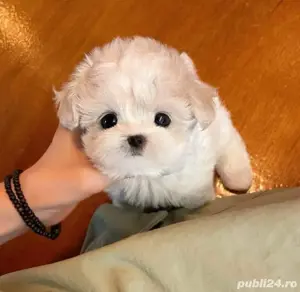Bichon Maltez Mini Toy vaccinat  - imagine 4