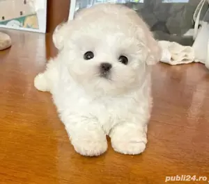 Bichon Maltez Mini Toy vaccinat  - imagine 2