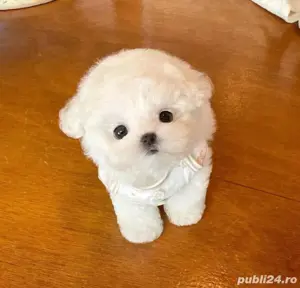 Bichon Maltez Mini Toy vaccinat  - imagine 3