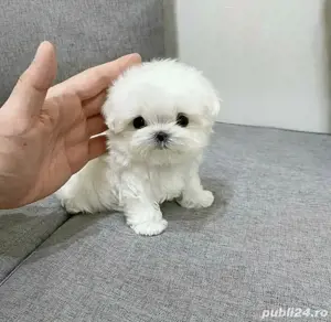 Bichon Maltez Mini Toy  - imagine 2