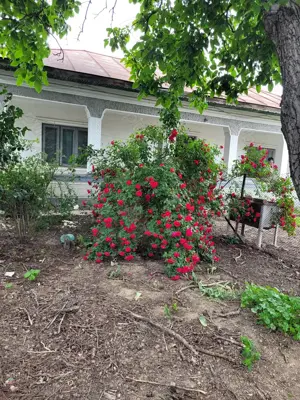 Casă cu teren aproape de București la 15 minute! - imagine 4