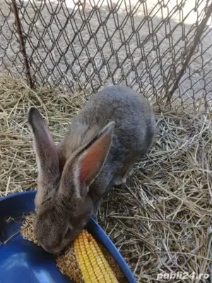 iepuri urias german - imagine 3