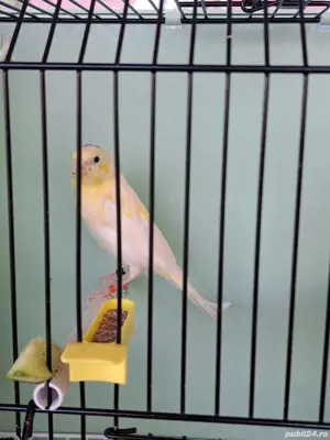 Masculi slavujari 2025 