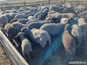 Vand berbecuti si iezi