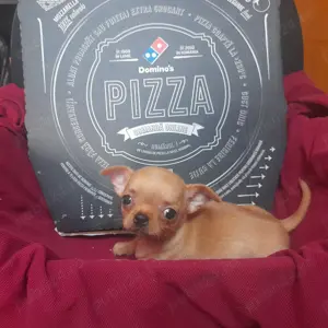 Vand Chihuahua pui superbi din parinti cu pedigree - imagine 3