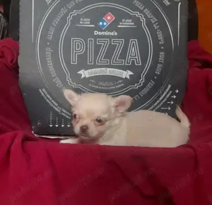 Vand Chihuahua pui superbi din parinti cu pedigree - imagine 2