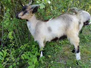 Vând iezi pentru sacrificat sau păstrat 