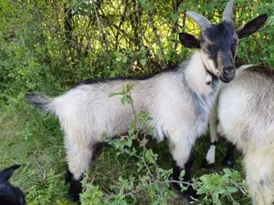 Vând iezi pentru sacrificat sau păstrat  - imagine 2 Vând iezi pentru sacrificat sau păstrat  - imagine 2