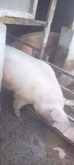 Vând porci de carne