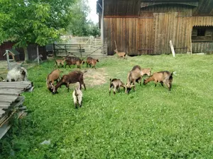 Vand capre - imagine 2