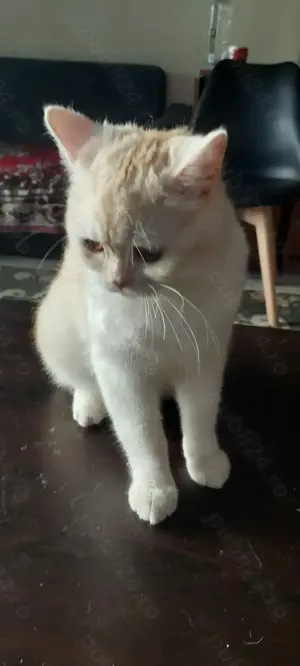 British shorthair golden chinchilla - imagine 5