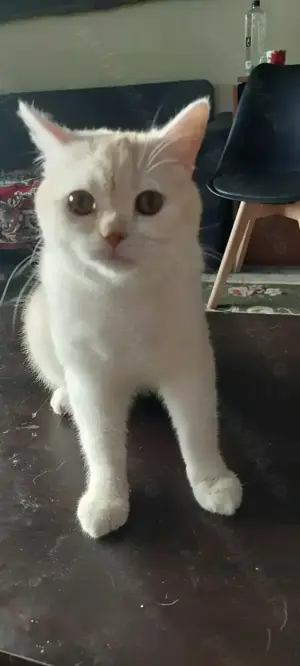 British shorthair golden chinchilla - imagine 3